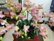 為什么說2026年要鼓勵本科生考研？